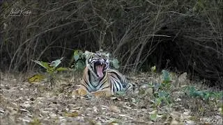 tiger yawn