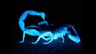 Pest Control Queen Creek AZ- 480-493-5028 | Ozone Pest Control