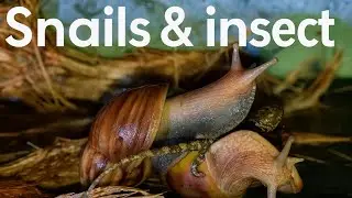 Snails & Insect Close-Up | Amazing Nighttime Interaction