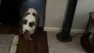 Oliver