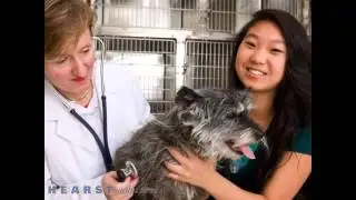 Briarcrest Veterinary Clinic - Sick Pets - Bryan TX 77802