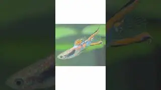 LAS DIEZ VARIEDADES DE PEZ GUPPY MAS HERMOSAS #shorts #acuario #peces #guppy #top10