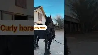 what a curly horse|اسب فرفری