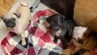 Pug Puppies Sleeping 🐶 Calm, Cute & Relaxing (HD)
