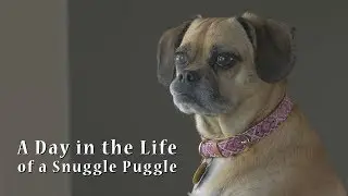 A Day in the Life of a Snuggle Puggle
