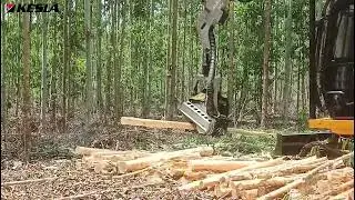 Kesla Harvester Head processing Eucalyptus Trees to Logs for paper mills in India-Nilgiri Debarking