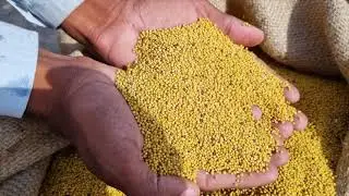অসম মিলেট মিছন । Assam Millet Mission