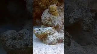 The Deadly Devil Scorpion Fish 🎏 #scorpionfish #stonefish #viral #facts #fish