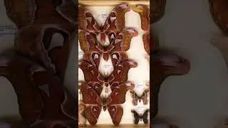 ENJOY EVOLUTION &  DIVERSITY OF BUTTERFLIES, MOTHS, BEETLES AND ALL OTHER INSECTS! #entomology