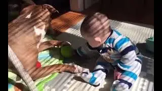 #Wee  #Wee #dog #cat #funny #animal #short #youtubeshort #Jamaal Clay