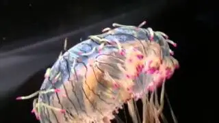Flower Hat Jellyfish