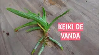 KEIKI DE VANDA