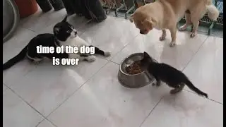 Cats Being Jerks