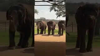 Elephant education: The Preserve, Fredericksburg, Tx 🐘