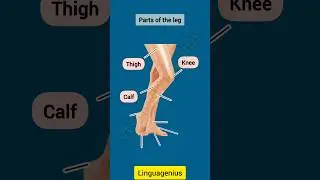 Parts of the leg in English #learnenglish #english #vocabulary