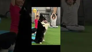Gym dog breaks all the rules! #dog #doglover #dogs #pets #dogshorts