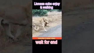 Lion Cub Learn How to Cross the Road..#trending #animals #lion #cube #wildlife #shorts #viral