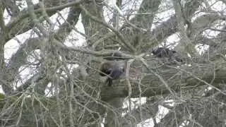 Jackdaw house-hunting