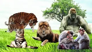 Animals  Sound, Cat Sound, Tiger Sound, Lion Sound, Gorilla Sound, Monkey Sound
