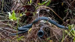 Stealth Music - Predator