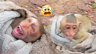 The poor abandoned monkey hugged the towel as his hiding place