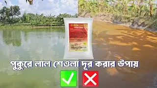 how to remove red algae in pond | হাইড্রো ক্লিয়ার | পুকুরে লাল শেওলা দূর করার উপায়