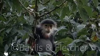 Red-shanked Douc Langur, Vietnam. 20190920_054305.uhd
