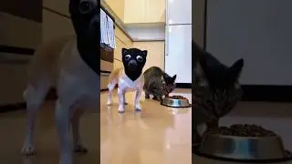 Chihuahua in a scary mask pranks the dog & cat #funny #cat #dog #fyp