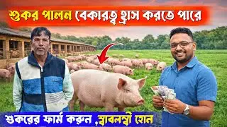 চাকরির পাশাপাশি শুকর পালন পুরুলিয়ায়- pig farming bussines plan west bengal - Modern Pig farm india