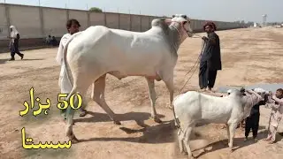 Dajli bull || Dajli wachya || Dajli bachrya 03176475990 Multan cow mandi