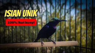 KOLIBRI BLACK SUNBIRD ISIAN UNIK &bull; BURUNG KECIL &bull; MASTERAN &bull; PANCINGAN KOLIBRI