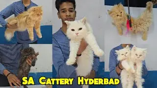Doll Face Persian Cats And Kittens Available in Malakpet | SA Cattery | Hyderabad #Persian #kittens