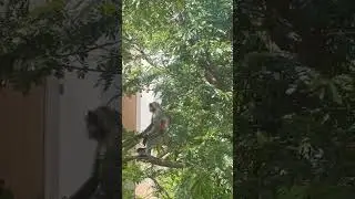 Monkey Attacks in India #monkey #attack
