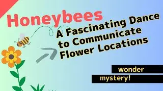 How bees communicate their location! A detailed explanation of the waggle dance
