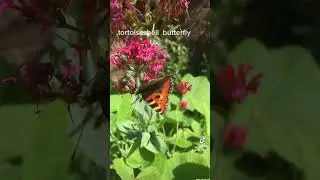 The small tortoiseshell (Aglais urticae) is a colourful Eurasian butterfly in the family Nymphalidae