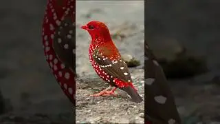Mesmerizing Flower Garden | Blooming Nature Beauty | #shorts