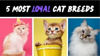 5 Most Loyal Cat Breeds