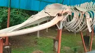 Whalefish