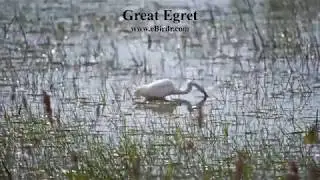 Great Egret