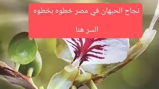 الطريقة الصحيحة لزراعة الحبهان في مصر بدون فشل