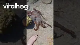 A Curious Octopus  || ViralHog