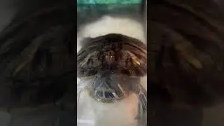 #turtle #redearedsliderturtle #turtlevideos