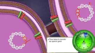conjugation - chromosome mapping