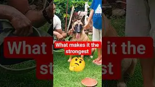 What makes  this dog the strongest?🤔🐶💞 #germanshepherd #pets #puppy #dog #shortsfeed