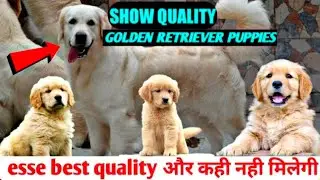Direct Import Blood line golden retriever Puppies || Top Quality Golden retriever Puppies || 2022