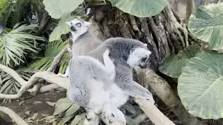 [動物園]那須どうぶつ王国[2025.11.18]