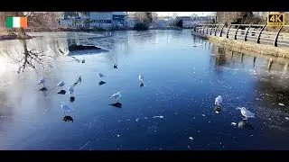 4K DJI Neo Footage | Frozen Royal Canal Ireland | 05 January 2026