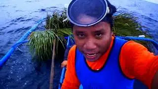 masyado ng lanta ang habong ng payaw, kaya kailangan ng palitan ng dahon,,