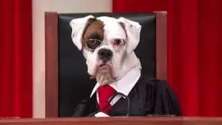 Heien v North Carolina #puppyjustice