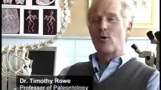 DNA from Amber